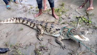 ফরিদপুরে পদ্মা নদীতে জেলের বরশিতে ধরা পড়ল কুমির